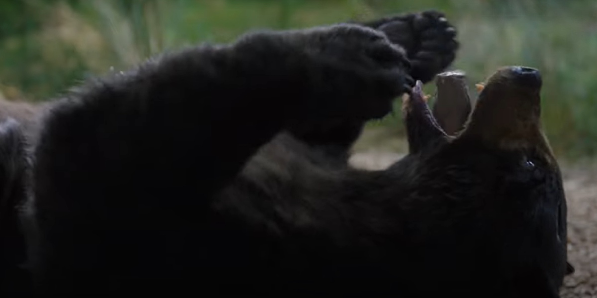 fotograma del tráiler de 'Oso vicioso' o 'Cocaine bear'